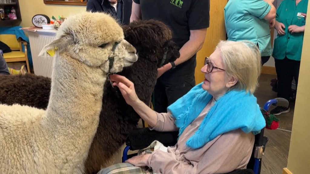 Alpacas que visitan residencias de ancianos: una terapia que usan en Irlanda para mejorar el estado de ánimo