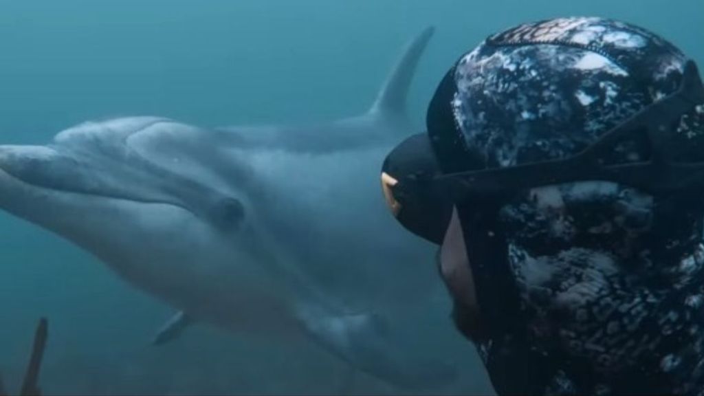 Dos submarinistas coruñeses se encuentran con el delfín Manoliño en la ría de Ferrol