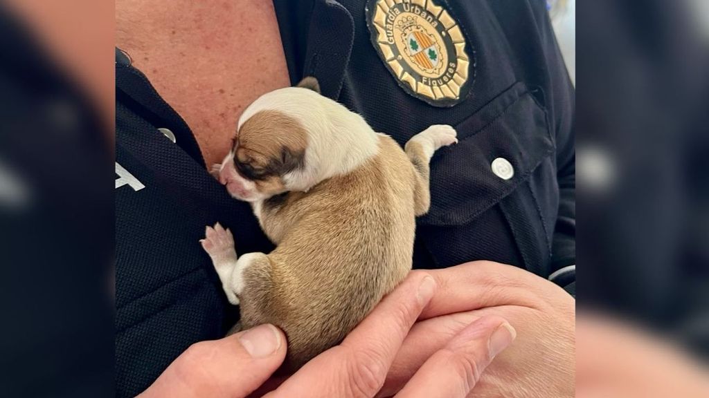 El cachorro abandonado junto a un agente