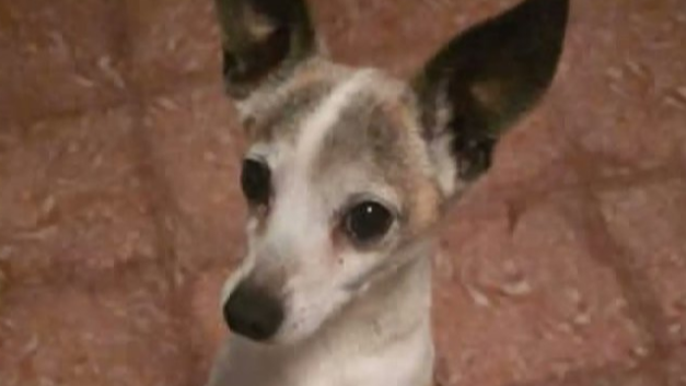 Investigan la aparición de la cabeza de un perro decapitado frente a una vivienda en Tenerife