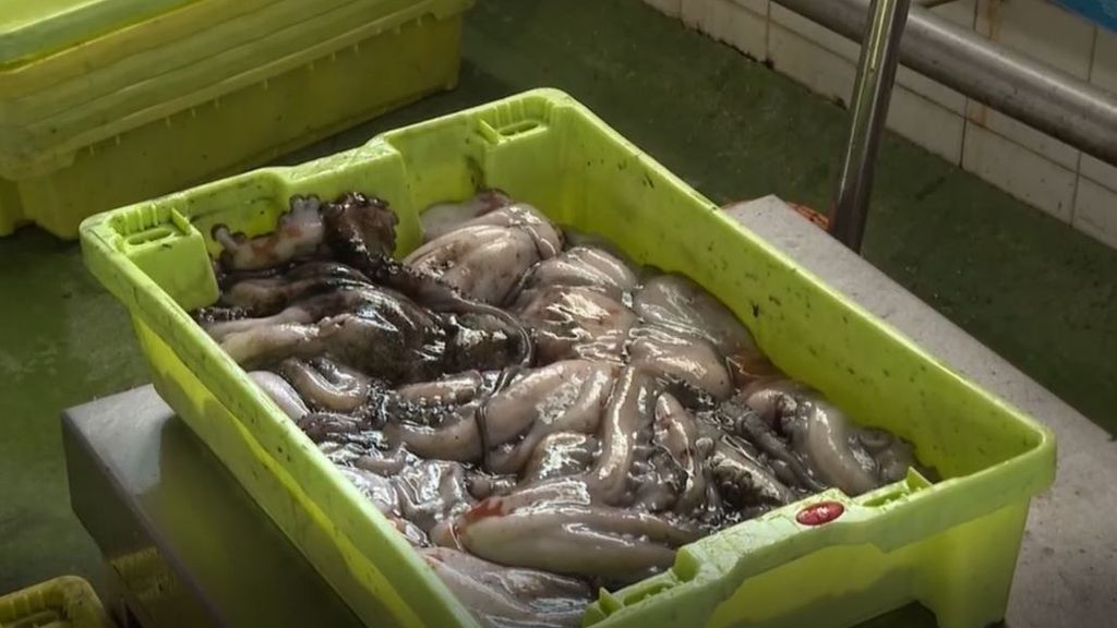 Se prohíbe la captura del pulpo en Galicia durante tres meses