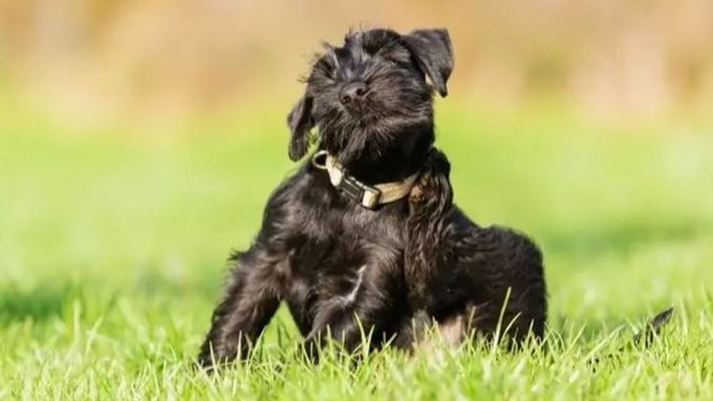 Alergias primaverales en perros y gatos: síntomas y modo de prevenirlas