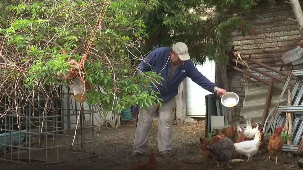 Ciudadanos crían gallinas para consumir sus propios huevos