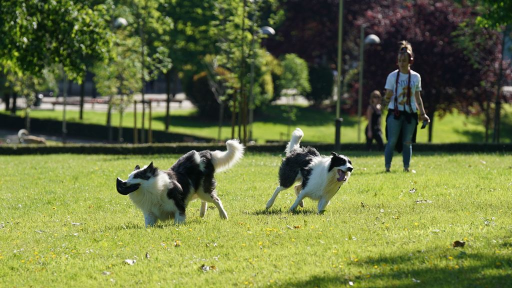 Dos perros juegan en un parque de Bilbao