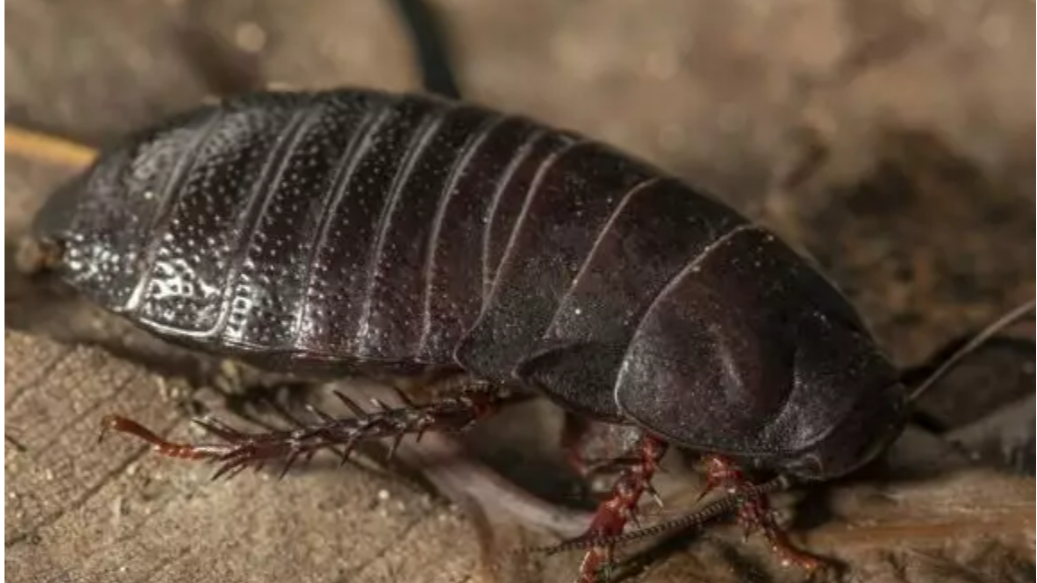 Qué significa que aparezcan cucarachas en tu casa: por dónde entran y cómo evitar una plaga