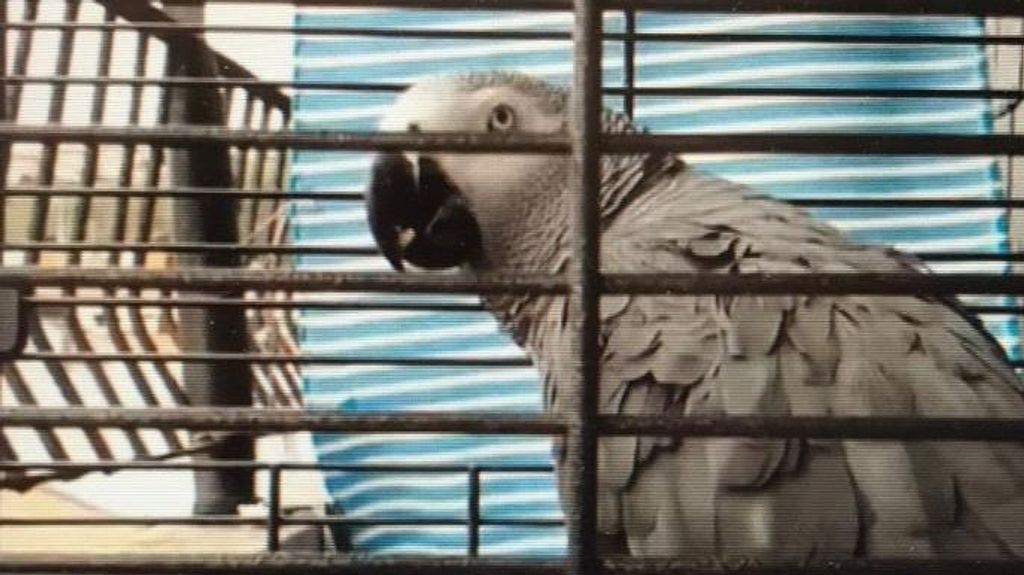 Berritxu es un yaco gris de cola roja y tiene 12 años