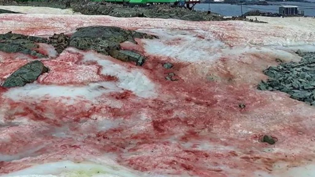 Nieve de sangre en la Antártida.