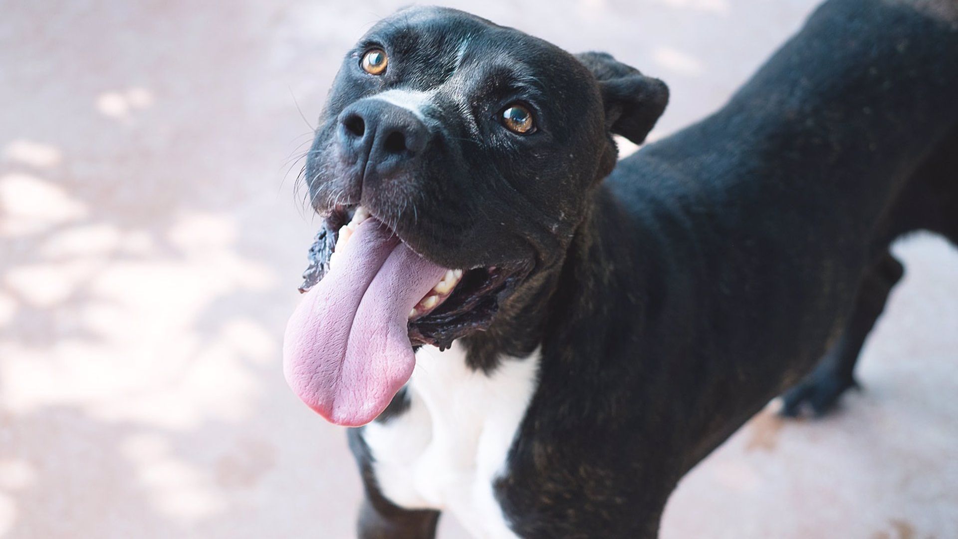 Un perro de una raza considerada potencialmente peligrosa