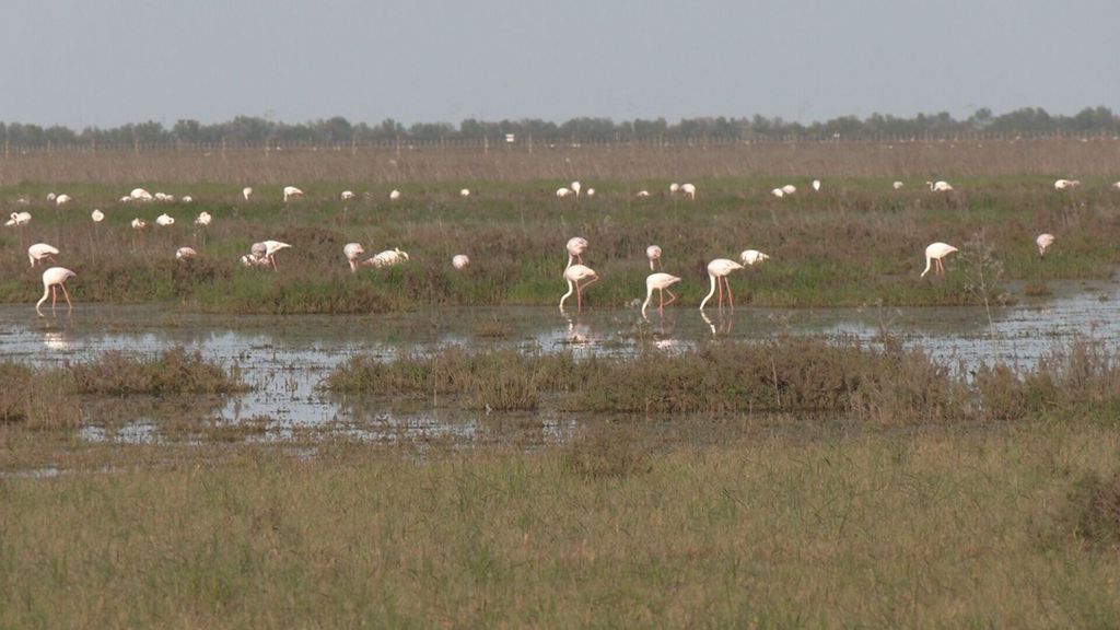Doñana vuelve a la vida tras las abundantes lluvias de marzo que también esconden el peligro de más incendios en verano