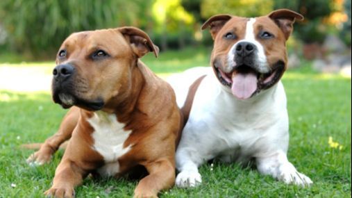 Los perros que mordieron a la bebé de 7 meses en Sevilla eran propiedad de la familia: la Policía se ha hecho cargo de ellos