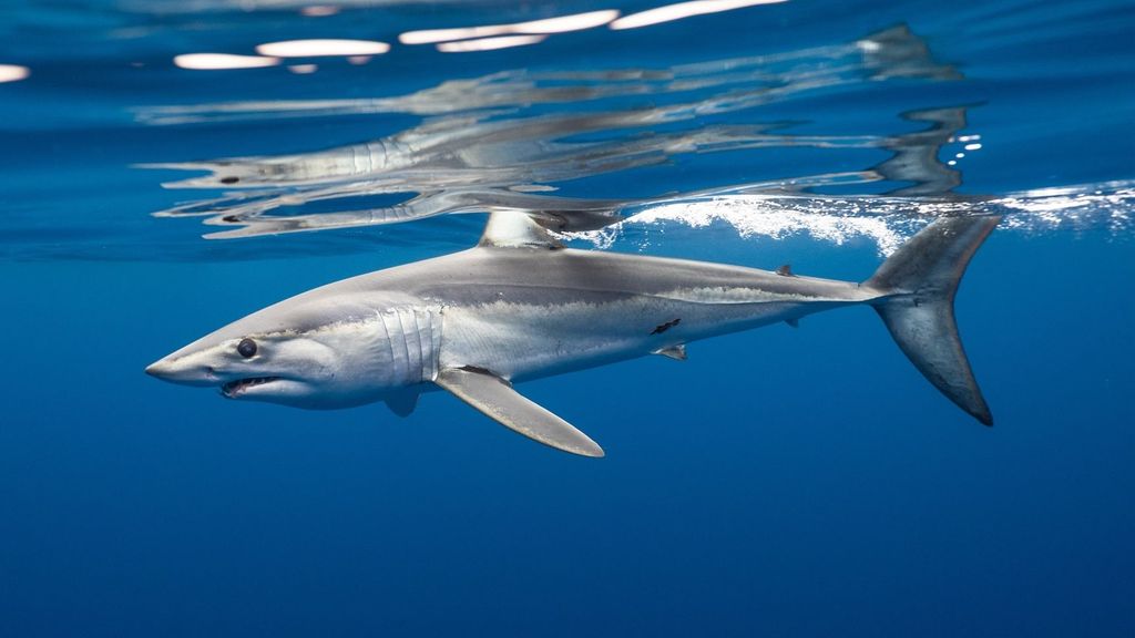 Tiburón
