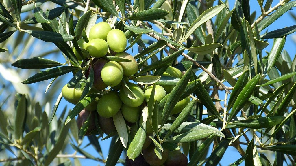 El impacto de los aranceles de Trump en España: el aceite de oliva y la aceituna de mesa, los más afectados