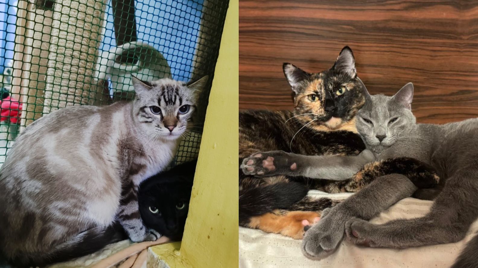 Gatos de Velilla Gatuna en adopción