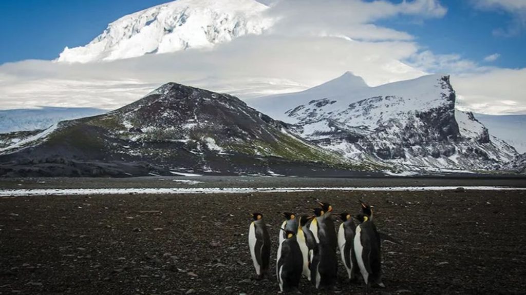 Trump impone aranceles a las focas y pingüinos de unas islas deshabitadas en el Índico