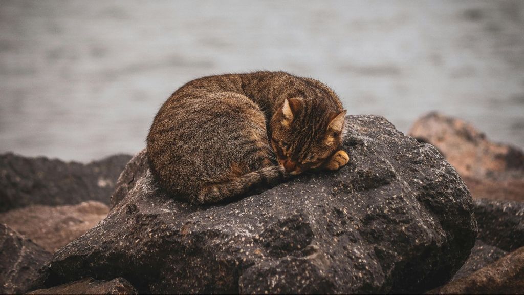 Un gato durmiendo sobre una roca