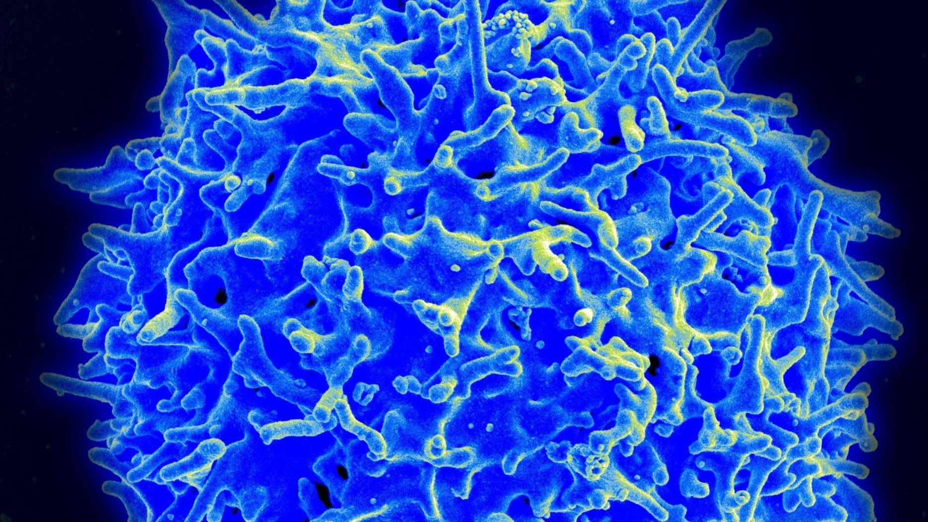 Imagen de micrografía de un linfocito T humano del sistema inmunitario.