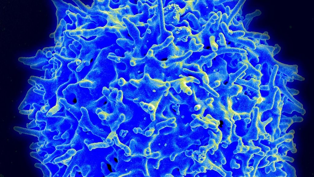 Imagen de micrografía de un linfocito T humano del sistema inmunitario.