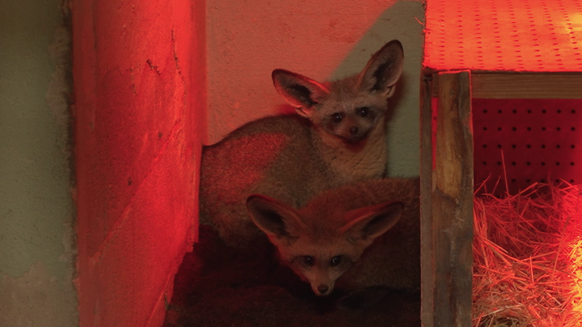 Llega a Bioparc Valencia una pareja de curiosos zorros orejudos