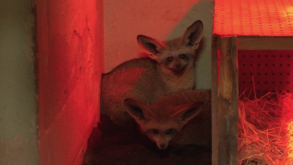 Llega a Bioparc Valencia una pareja de curiosos zorros orejudos