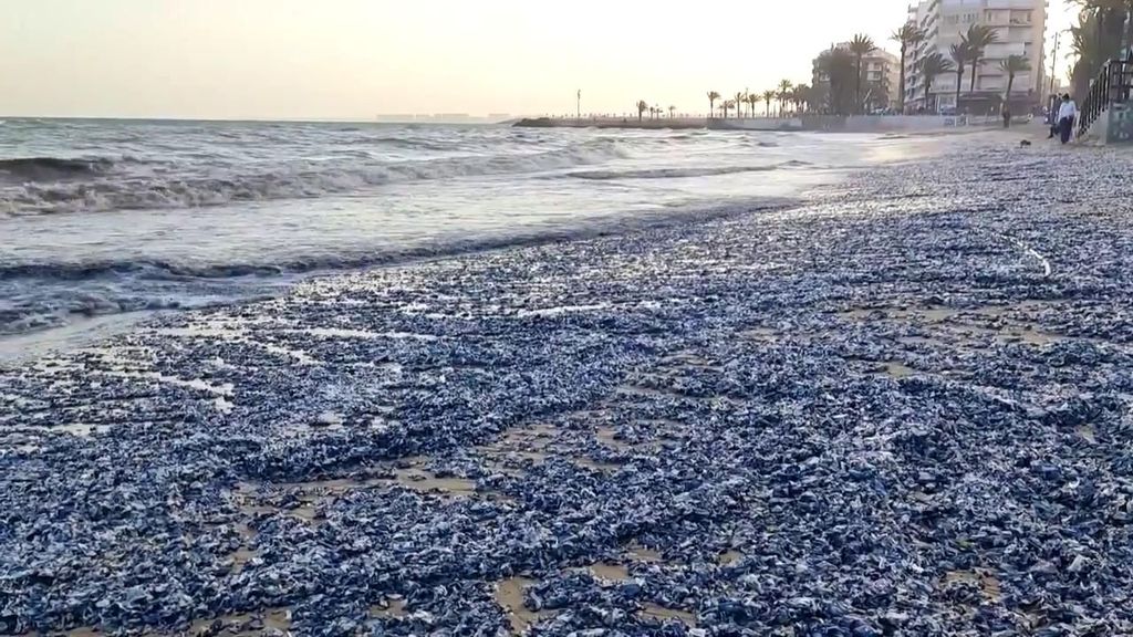 La impresionante invasión azulada de medusas velero en playas de Torrevieja, Alicante
