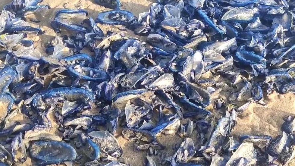 Medusas velero en Torrevieja, Alicante