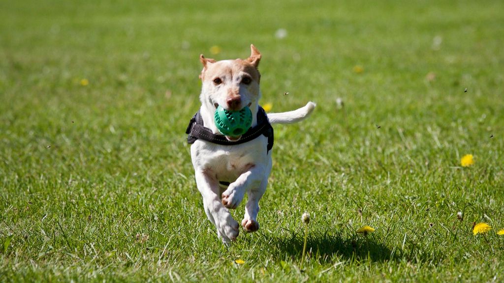 Las mascotas nos ayudan a estar en forma. FUENTE: Pexels