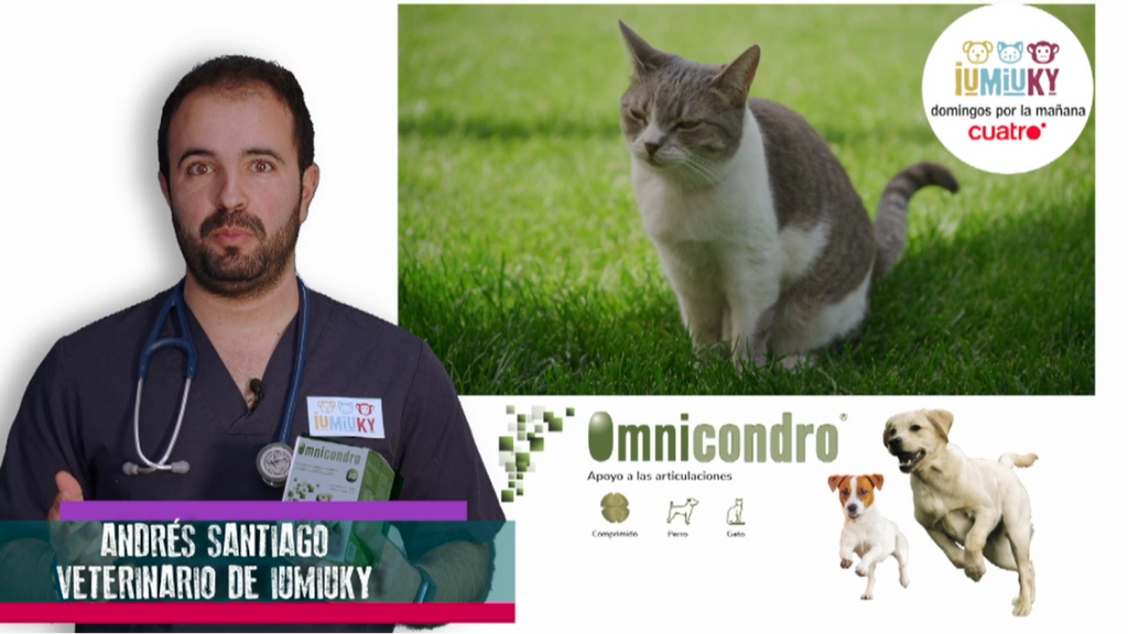 Omnicondro articulaciones