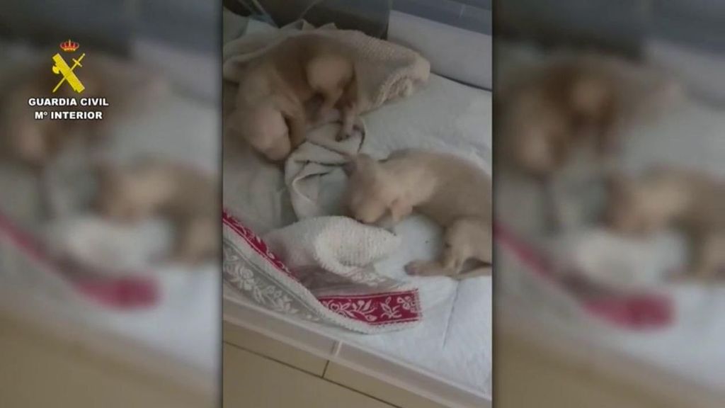 Cachorros abandonados: se investiga al dueño por un delito de maltrato animal