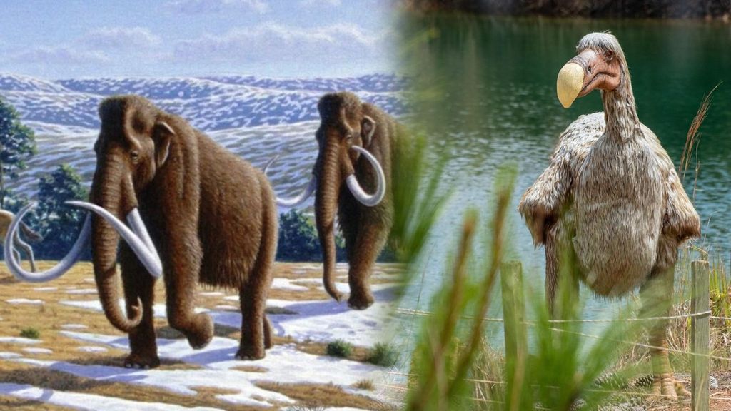 El mamut y el dodo, los animales que quieren traer de vuelta Colossal Biosciences.