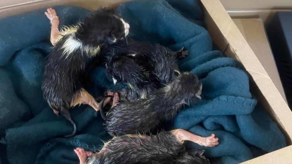Cinco gatos recién nacidos abandonados, hecho que investiga la Guardia Civil.