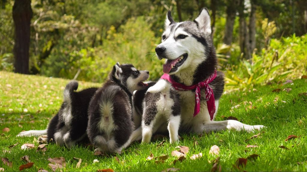 Dos perros en una ladera