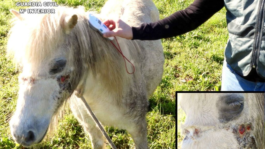 El pony con heridas en la cabeza que atendió la Guardia Civil.