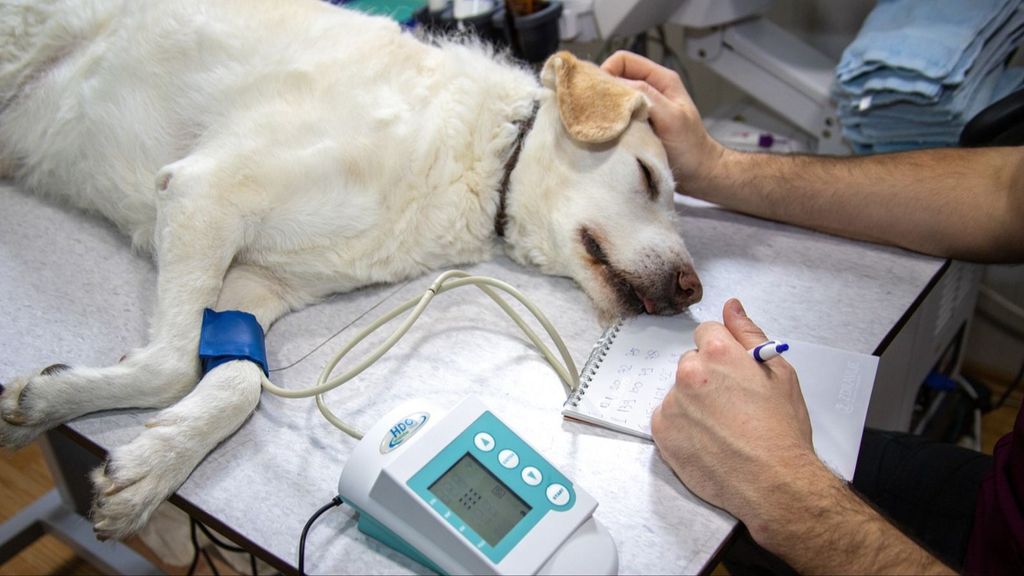 Un perro, atendido por el veterinario