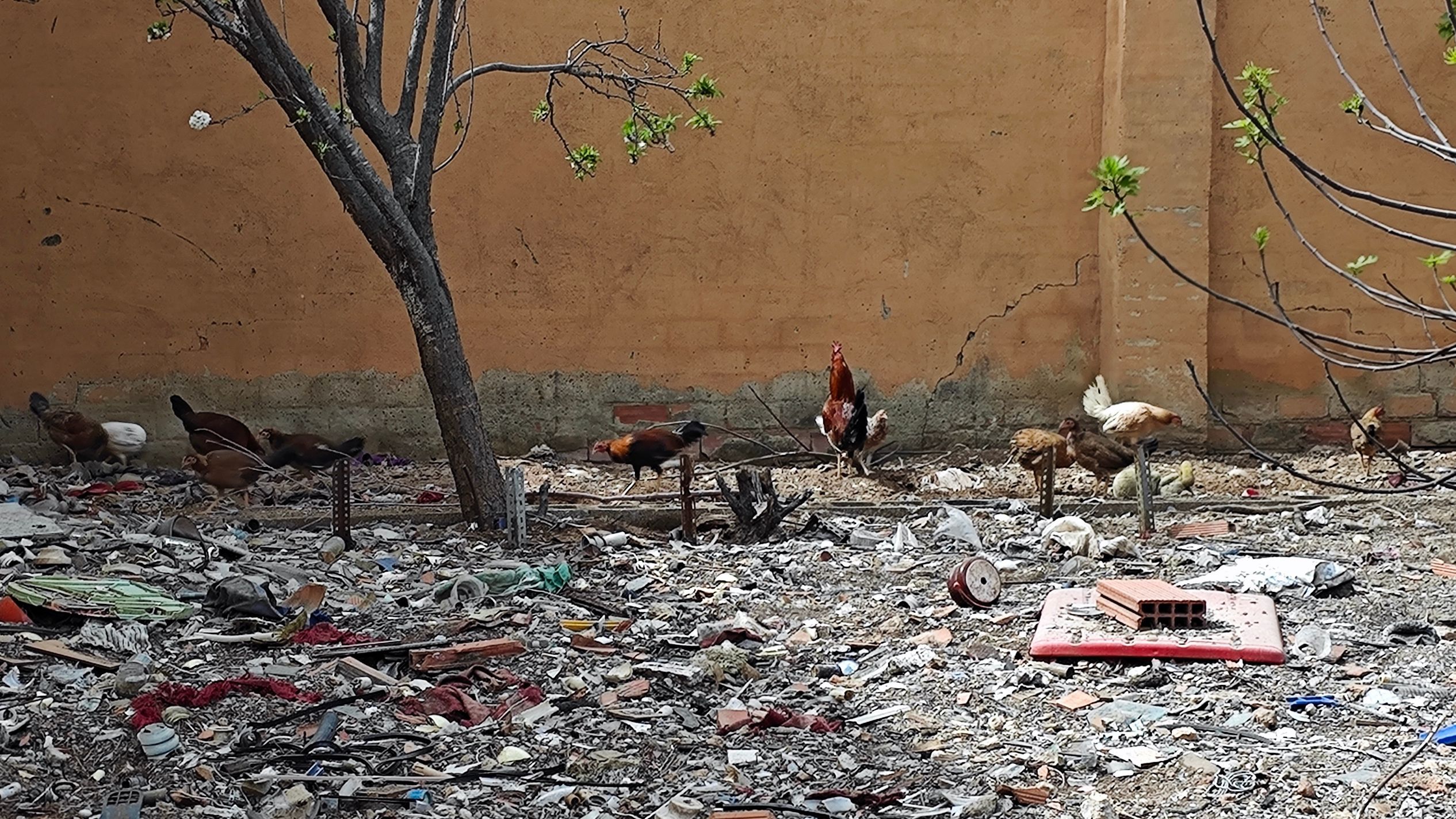 En la nave se hallaron gallos y perros desnutridos
