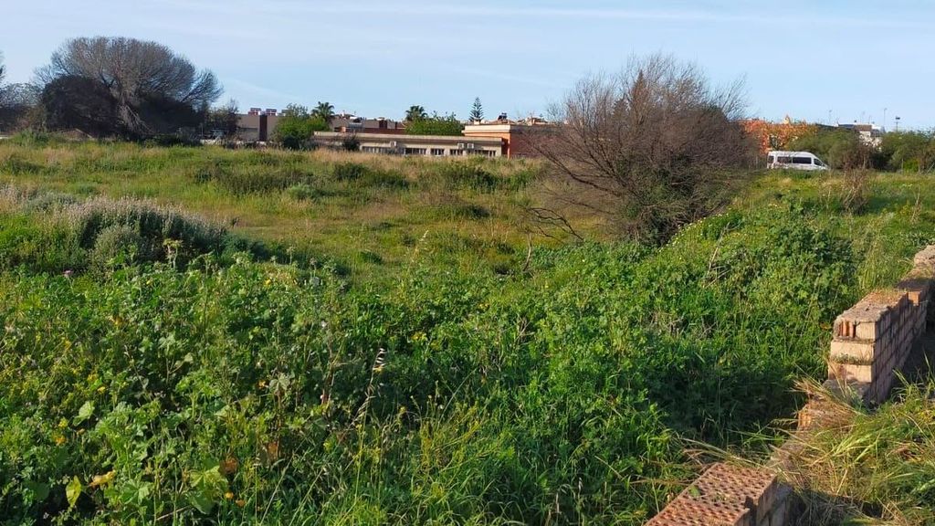 Espacio donde se van a plantar los árboles en Puerto Real