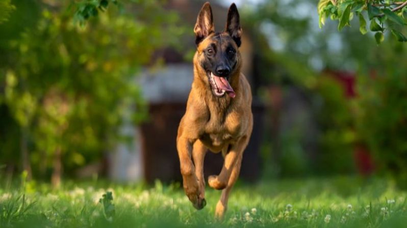 La raza de perro más inteligente del mundo: el border collie ya no es el primero
