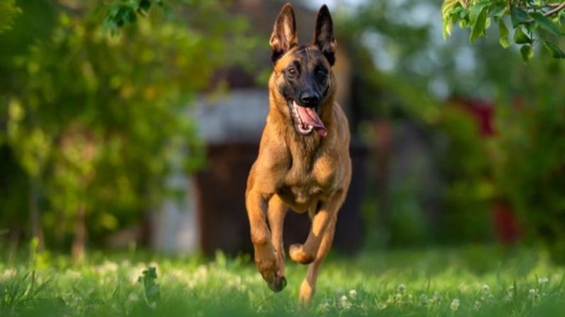La raza de perro más inteligente del mundo, según la revista 'Nature'