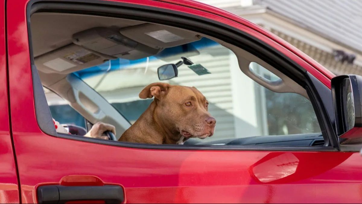 Un perro dentro de un coche, pero sin asegurar Un perro dentro de un coche, pero sin asegurar