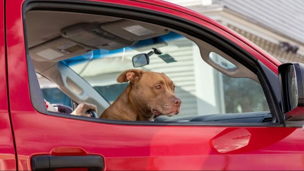 Un perro dentro de un coche, pero sin asegurar