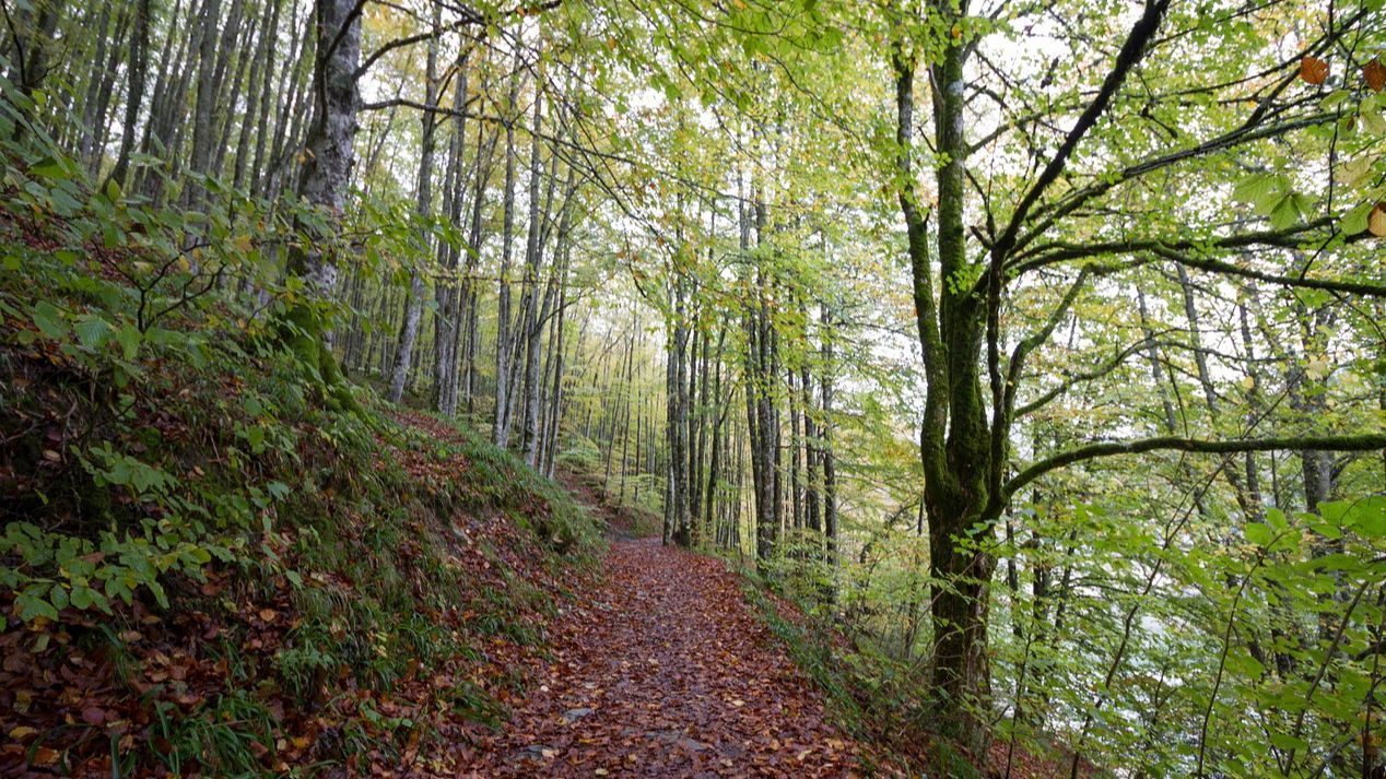 bosque de Irati