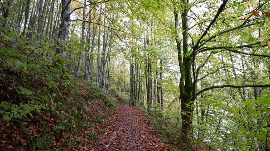 bosque de Irati