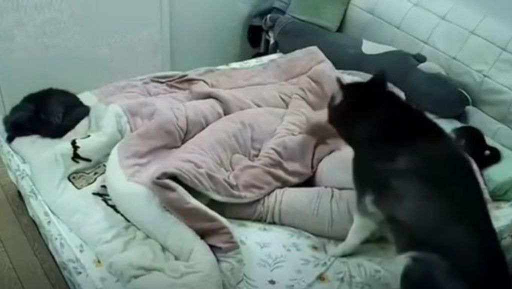 El sorprendente momento en el que un perro arropa a su dueña mientras ella duerme