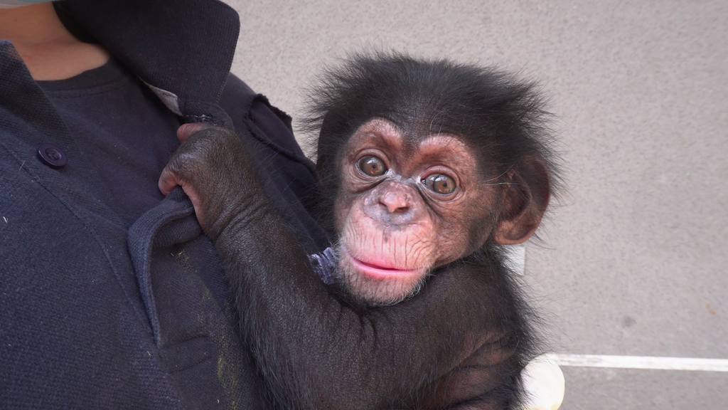 El chimpancé nacido en Bioparc Valencia se llamará Ekon, que significa "fuerza"