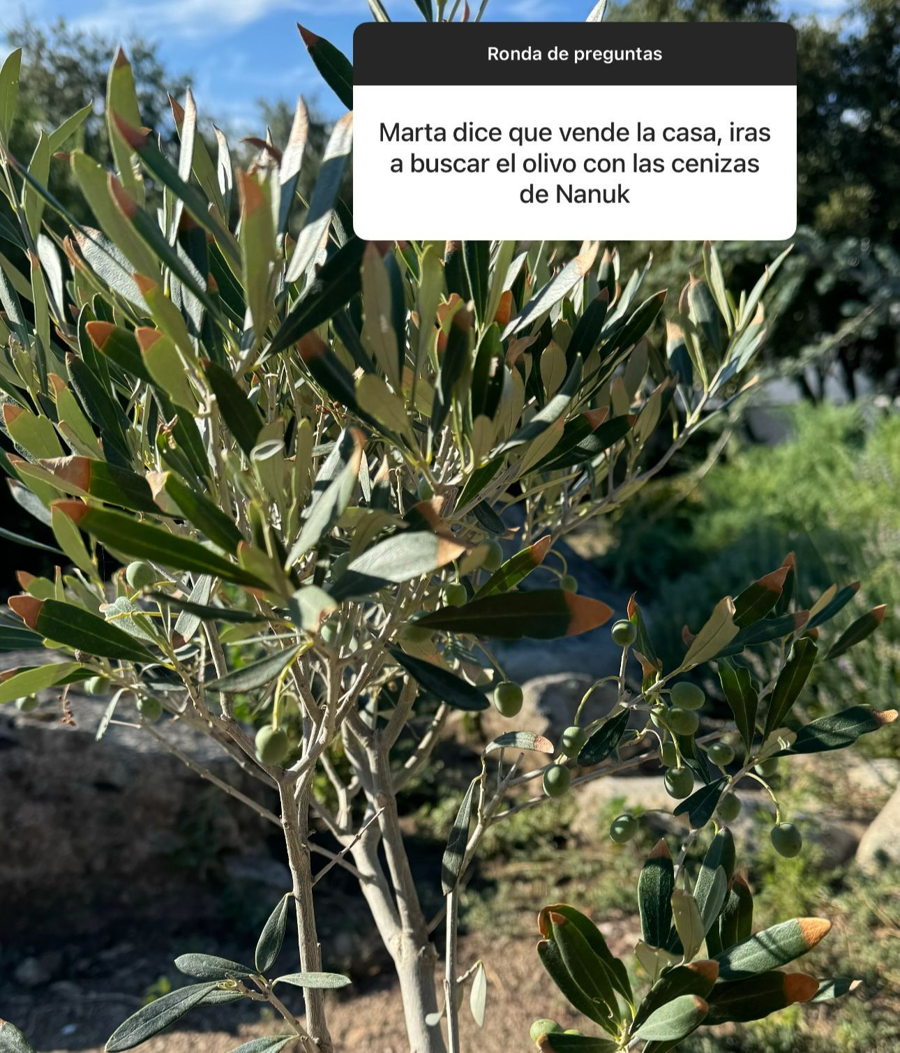 El olivo donde Diego Matamoros tiene enterrado a su perro