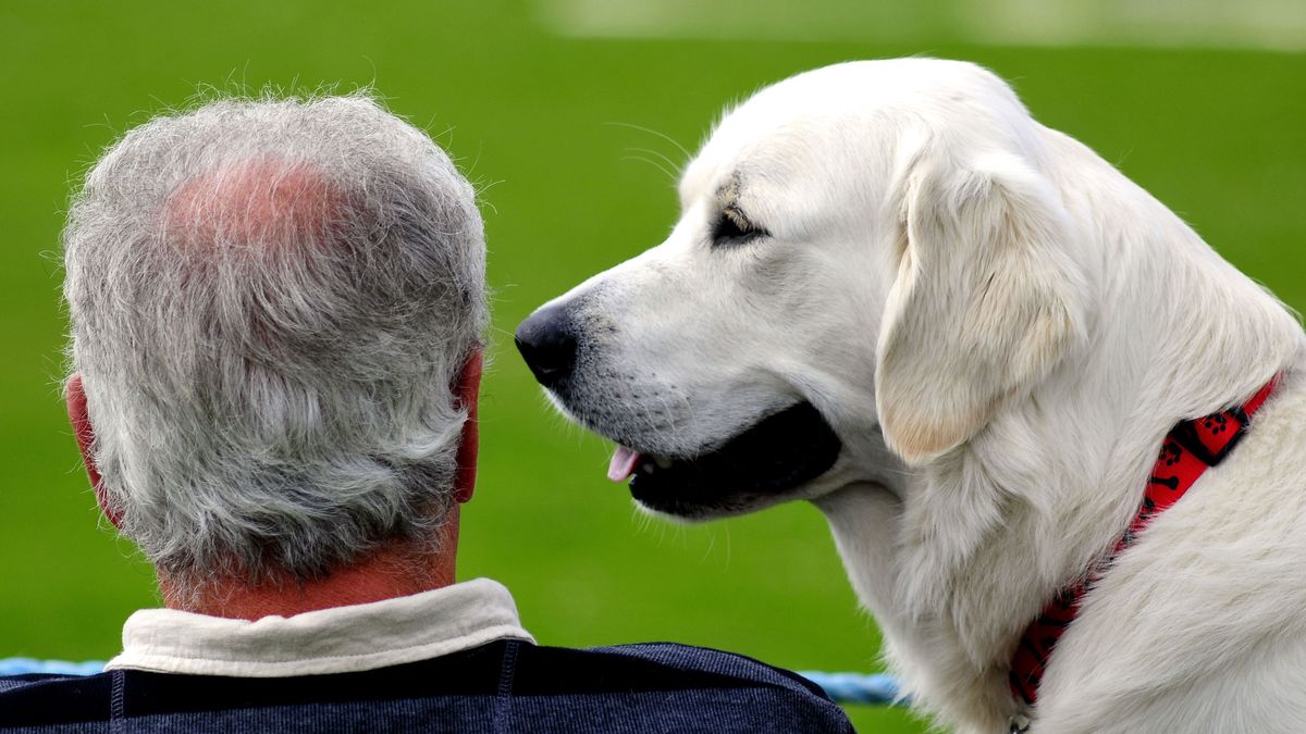 Igual que a nuestros perros les podemos contagiar nuestra alegría, también podemos contagiarles nuestro estrés.