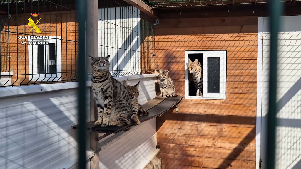La Guardia Civil ha intervenido dos servales, un caracal y dieciséis híbridos