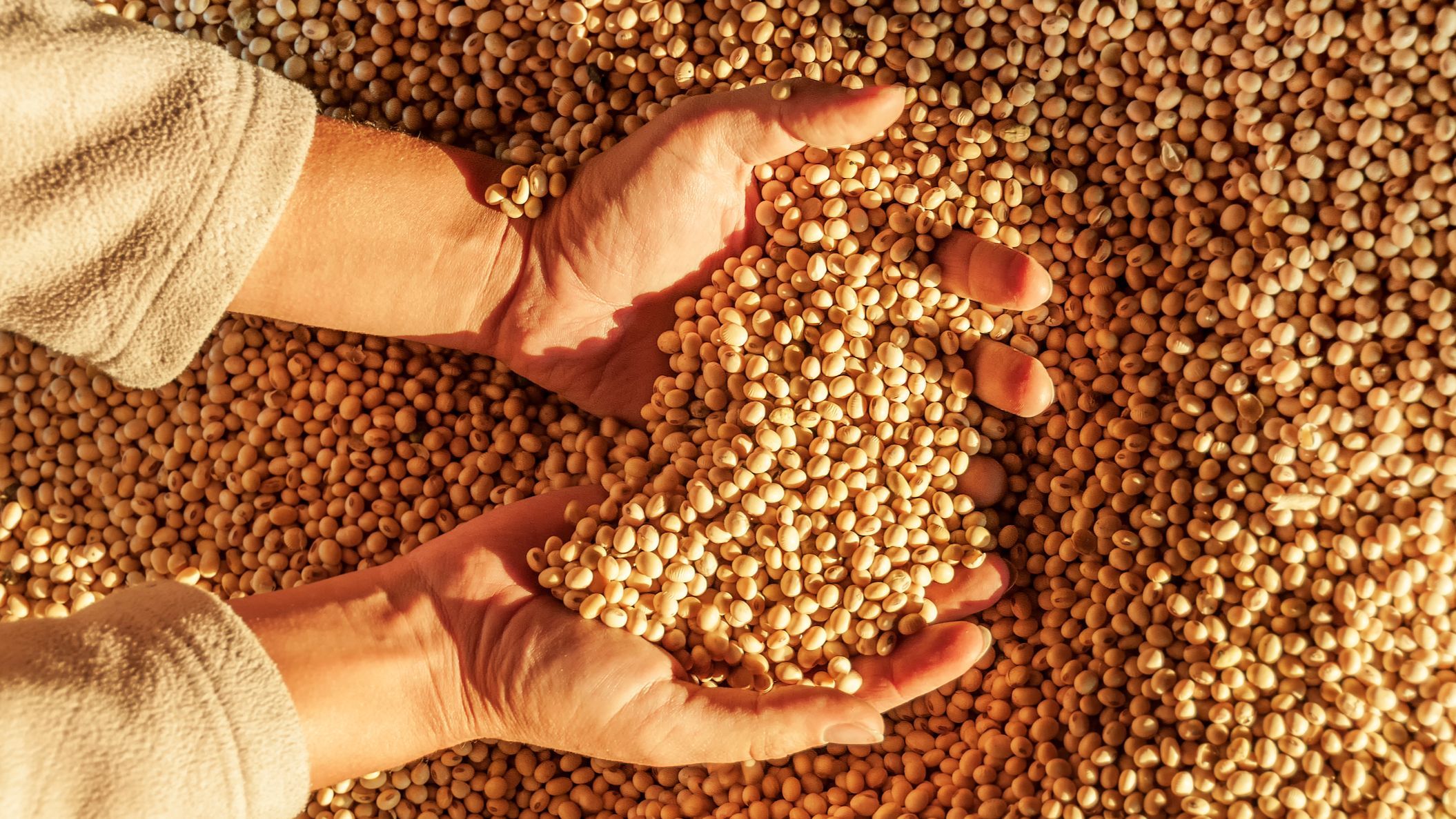 Granos de soja