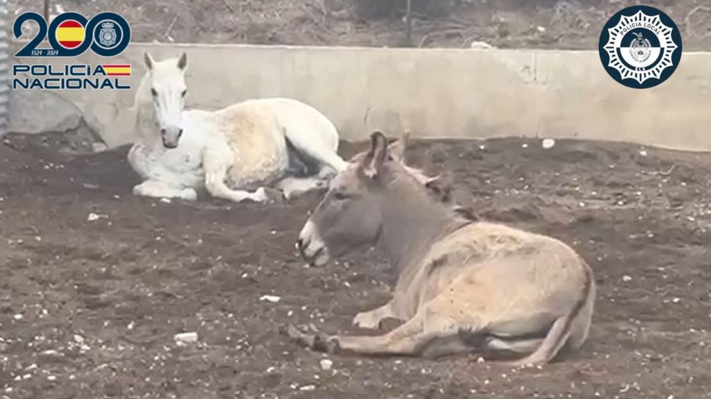 Los animales estaban en una casa de campo