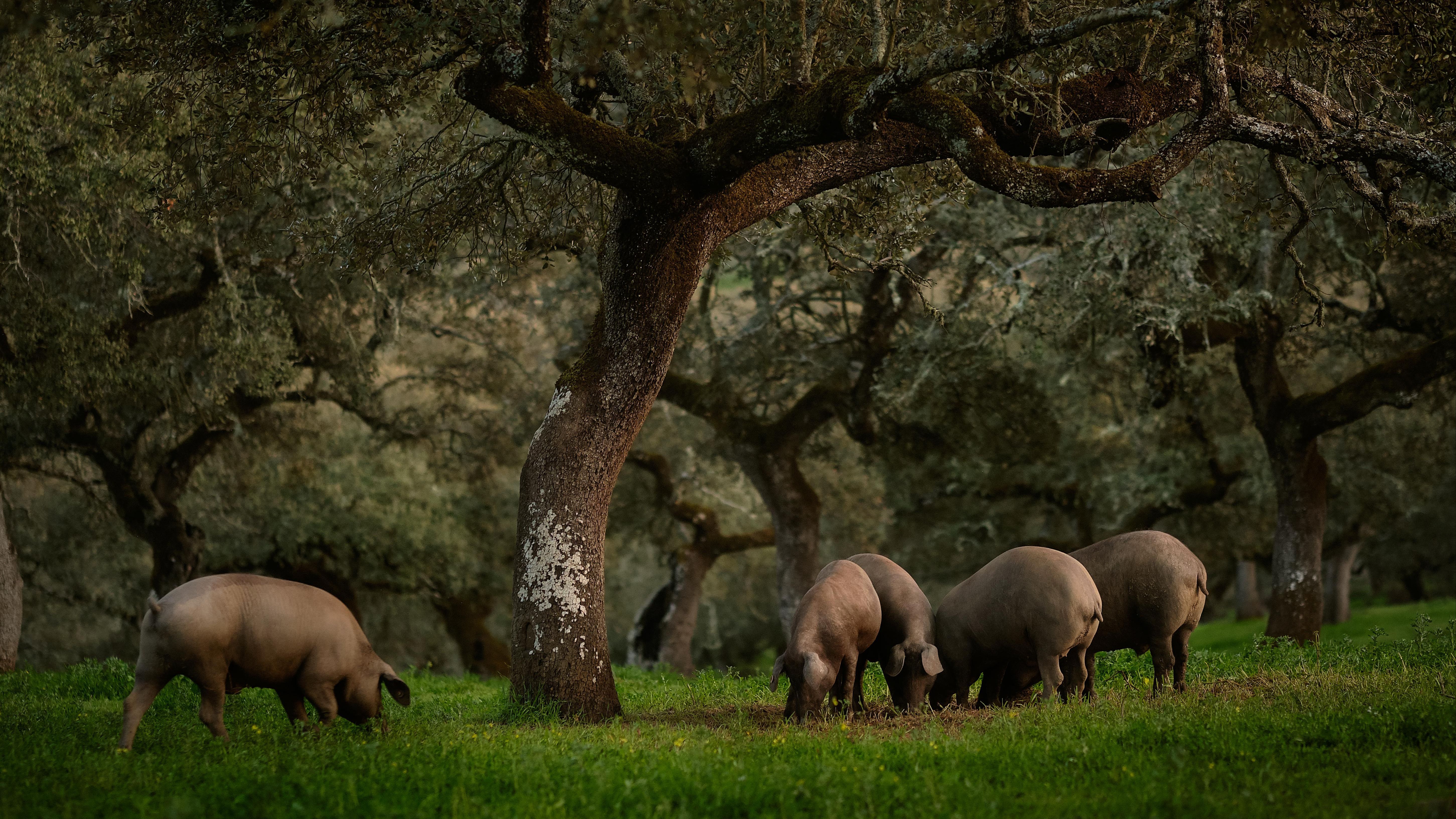 Sus cerdos ibéricos pastando en un marco icomparable