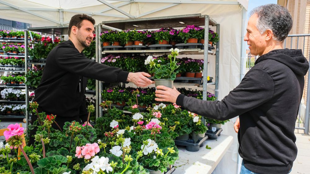 Reparto de flores en Sant Joan Despí